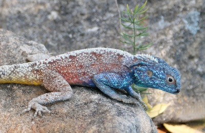 Blue Headed Lizard